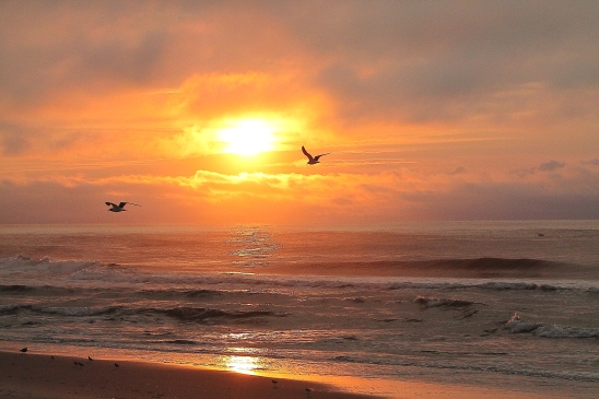61 - Shore birds at sunrise, July 29