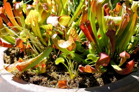 64 - Carnivorous plants in a pot, Sept 7
