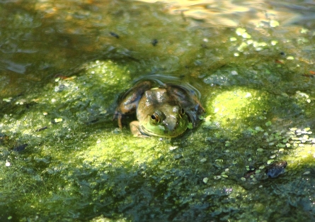 93 - Another frog in the brook, Sept 7